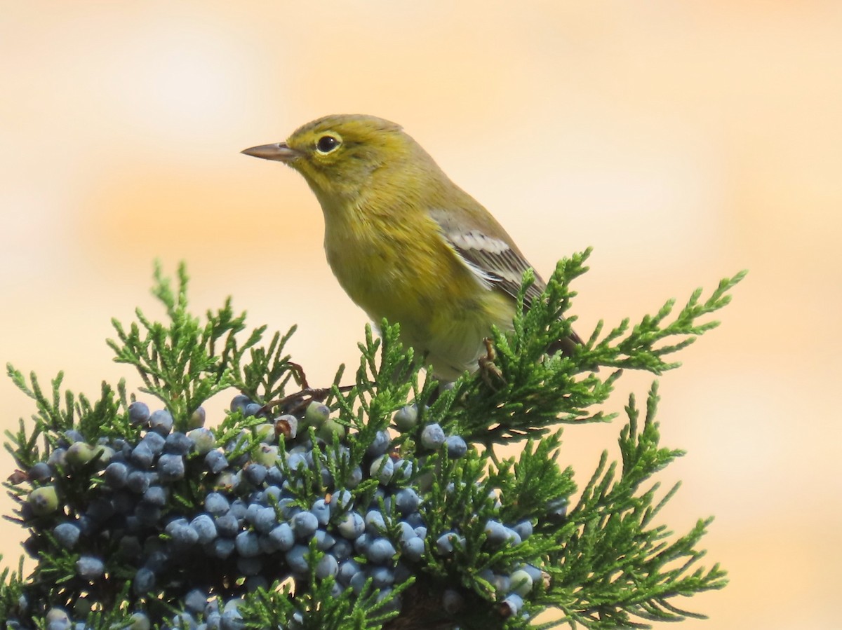 Pine Warbler - ML642679493