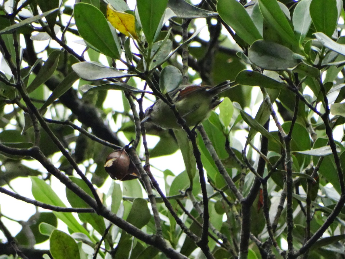 Rufous-margined Antwren - ML642679497