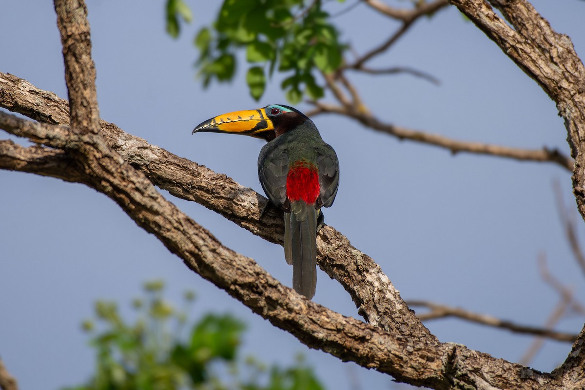 Lettered Aracari - ML642679503