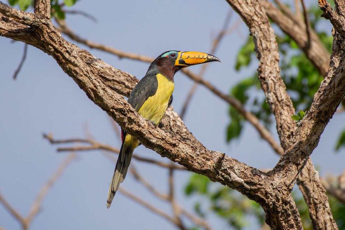 Lettered Aracari - ML642679504