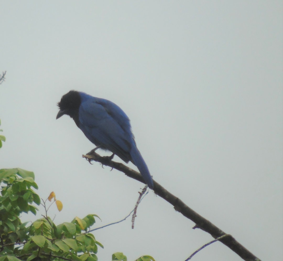 Azure Jay - ML642679507