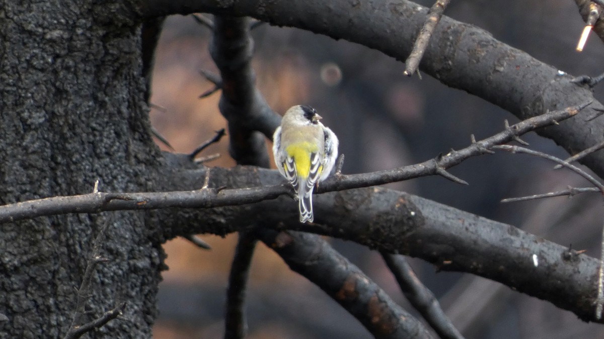Lawrence's Goldfinch - ML642679512