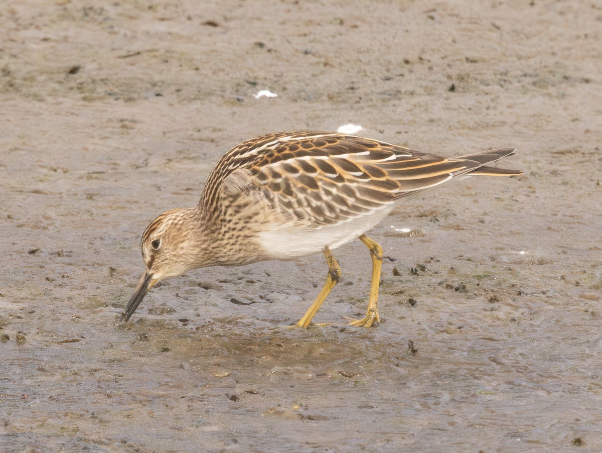 Pectoral Sandpiper - ML642679516