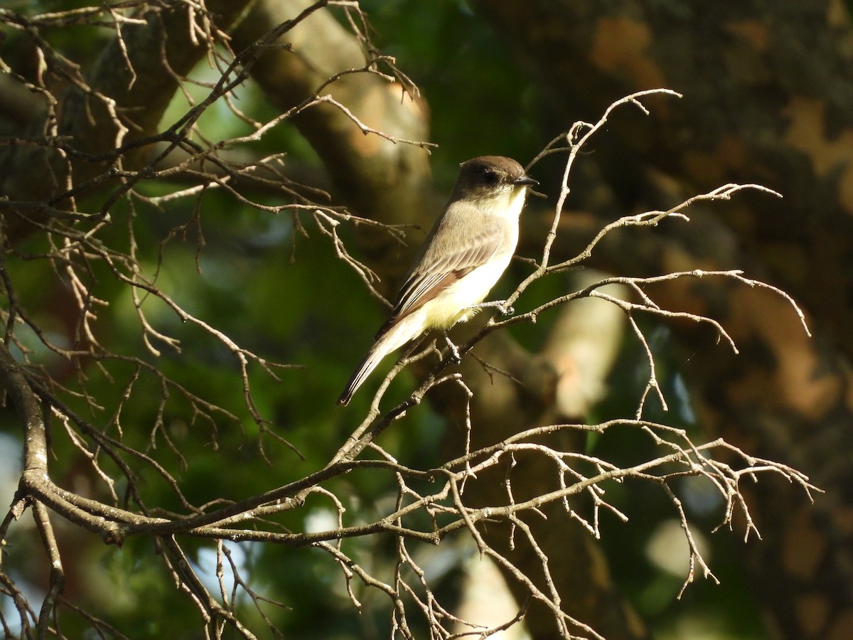 Mosquero Fibí - ML642679528