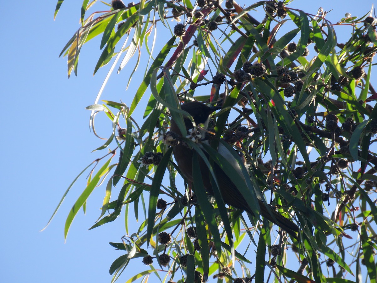 Gilbert's Honeyeater - ML642679529