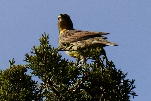 Western Meadowlark - ML642679531