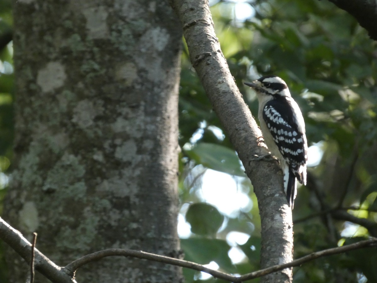 Downy Woodpecker - ML642679532