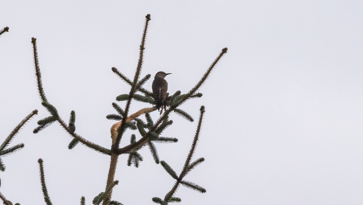 Northern Flicker - ML642679534