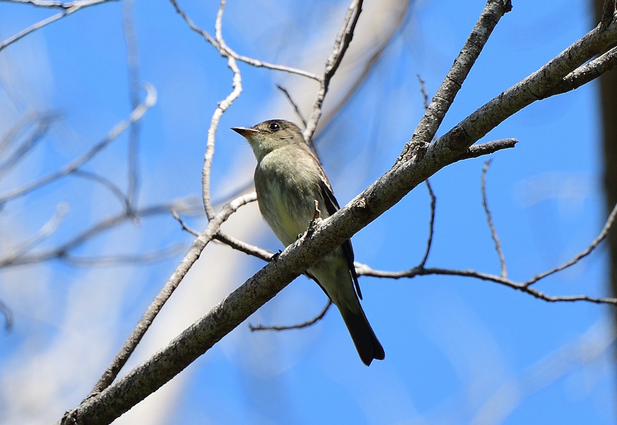 Eastern Wood-Pewee - ML642679554