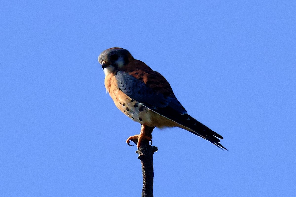 American Kestrel - ML642679555