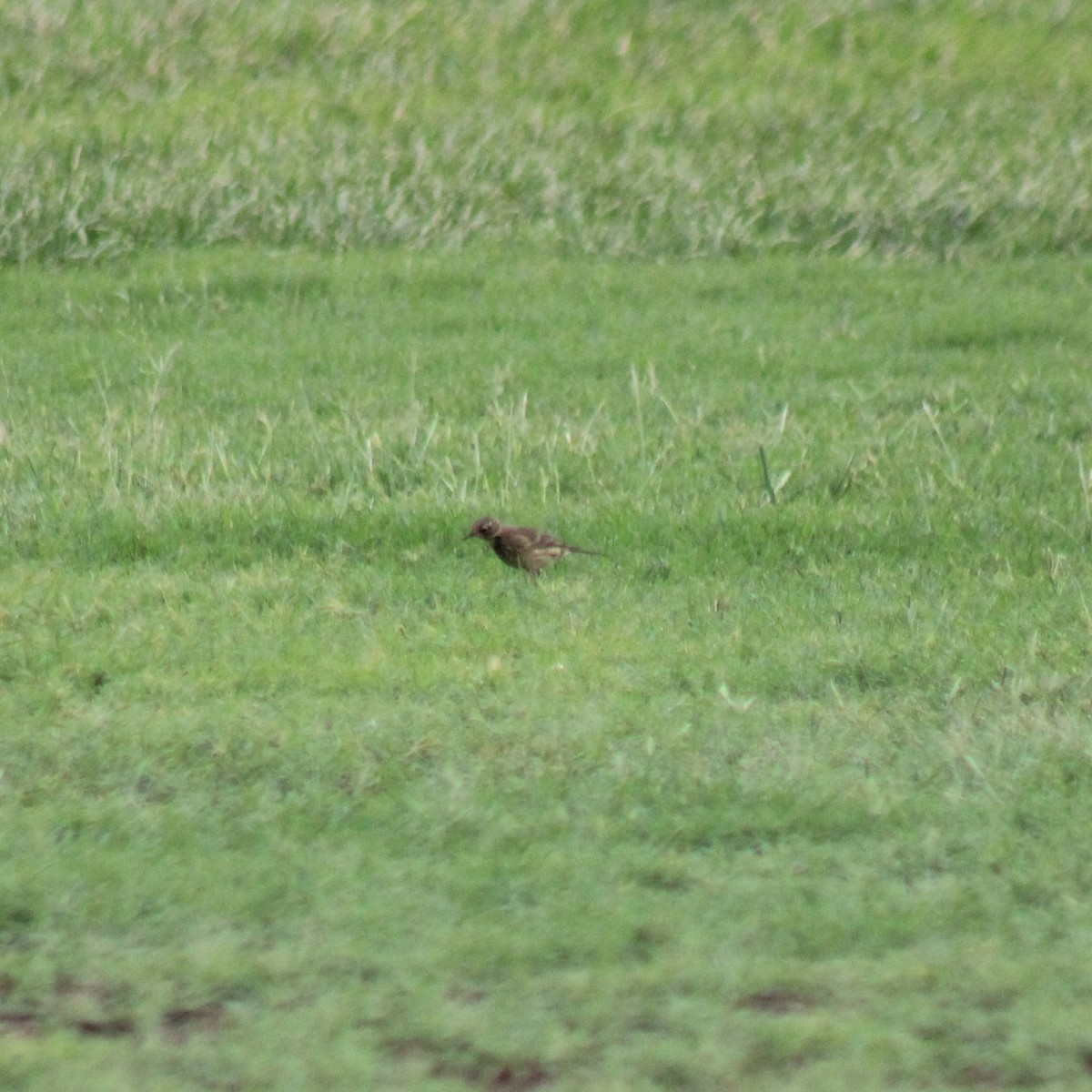 American Pipit - ML642679559