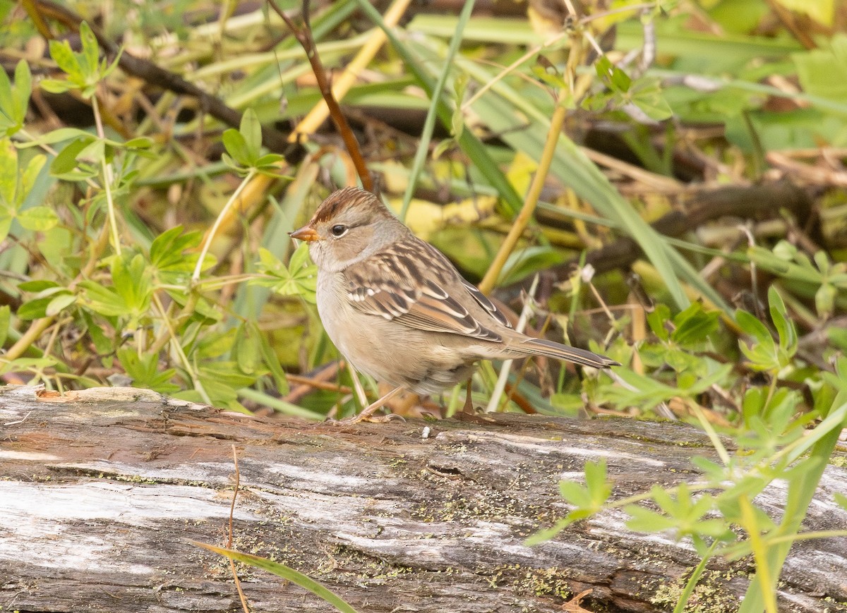 White-crowned Sparrow - ML642679563