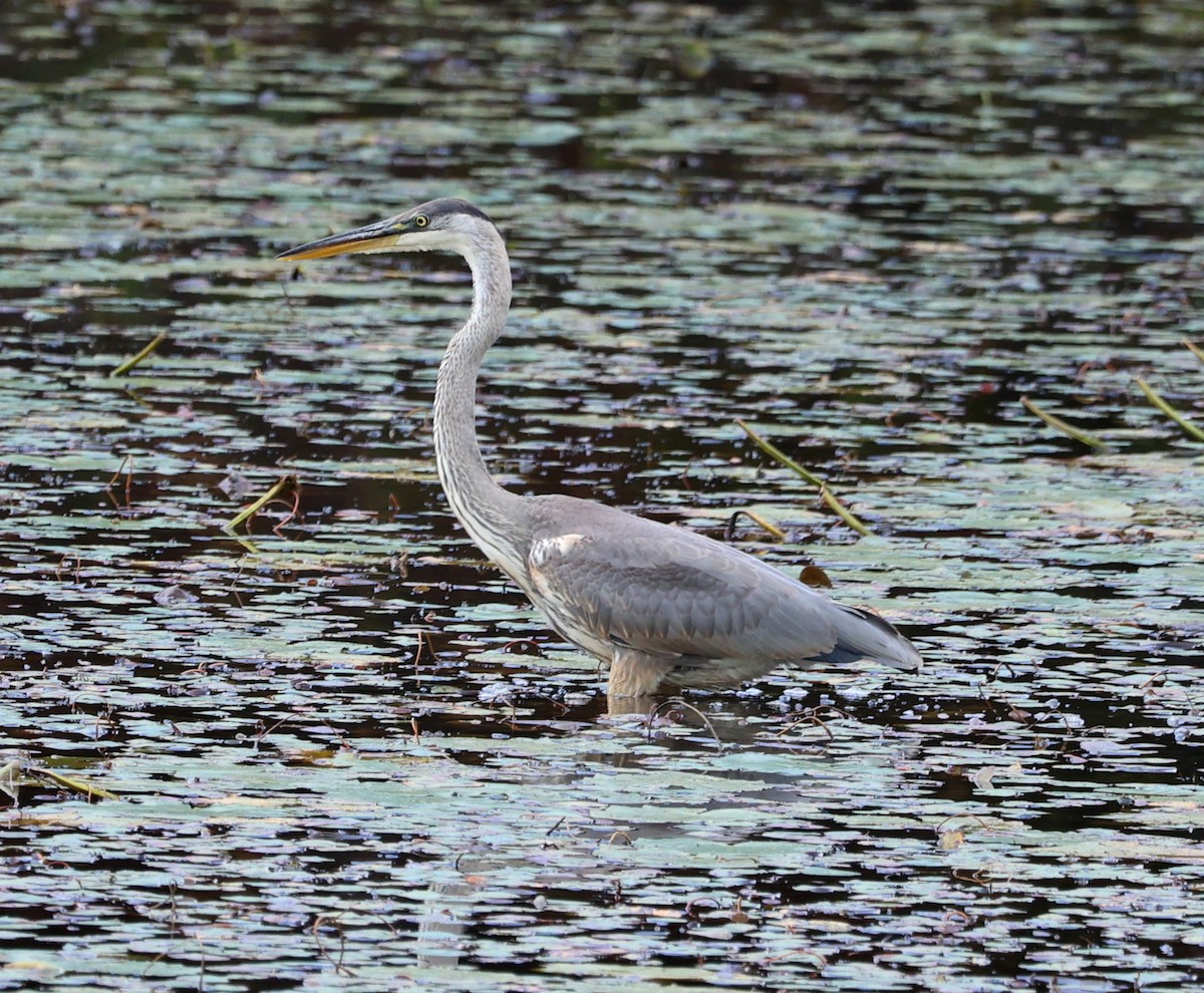 Great Blue Heron - ML642679570