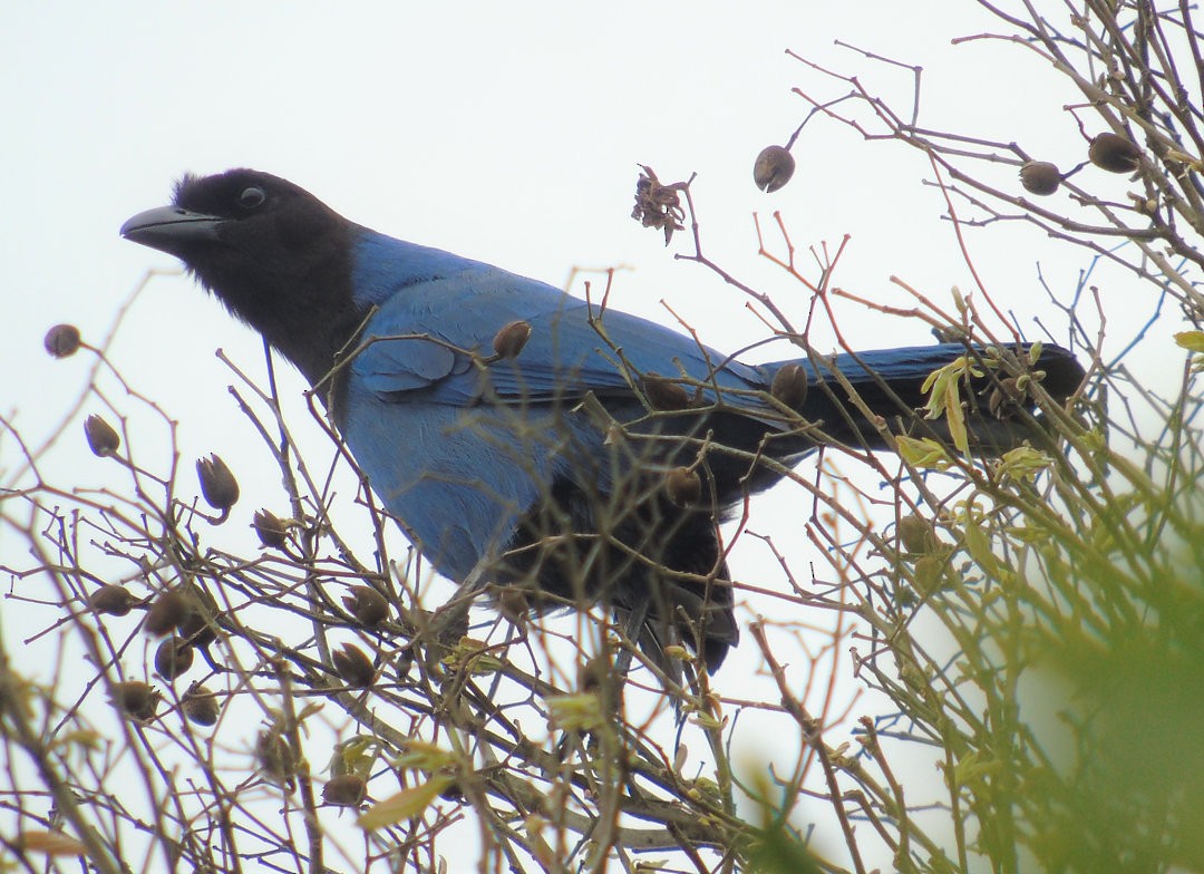 Azure Jay - ML642679571