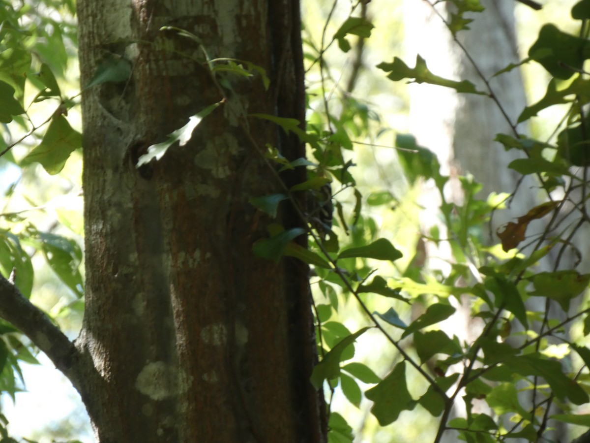 Black-and-white Warbler - ML642679573