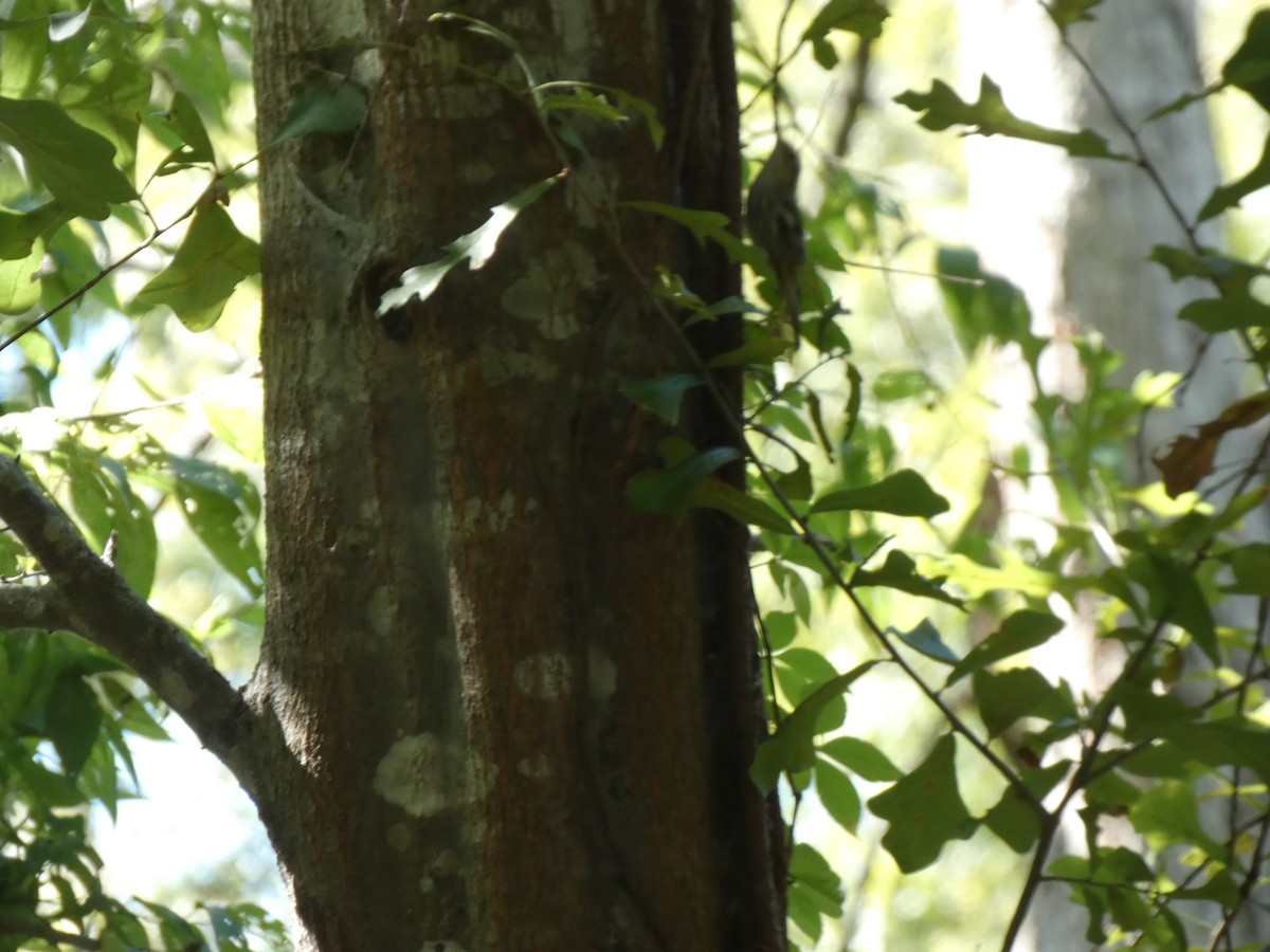 Black-and-white Warbler - ML642679574