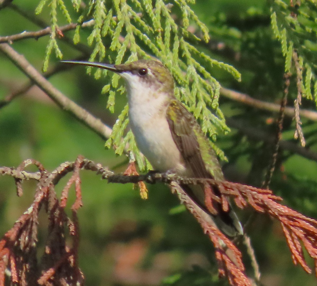 Ruby-throated Hummingbird - ML642679577