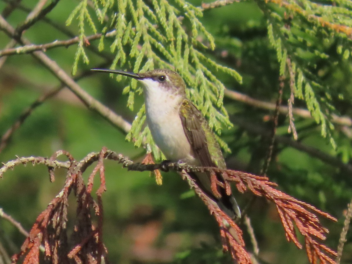 Ruby-throated Hummingbird - ML642679578