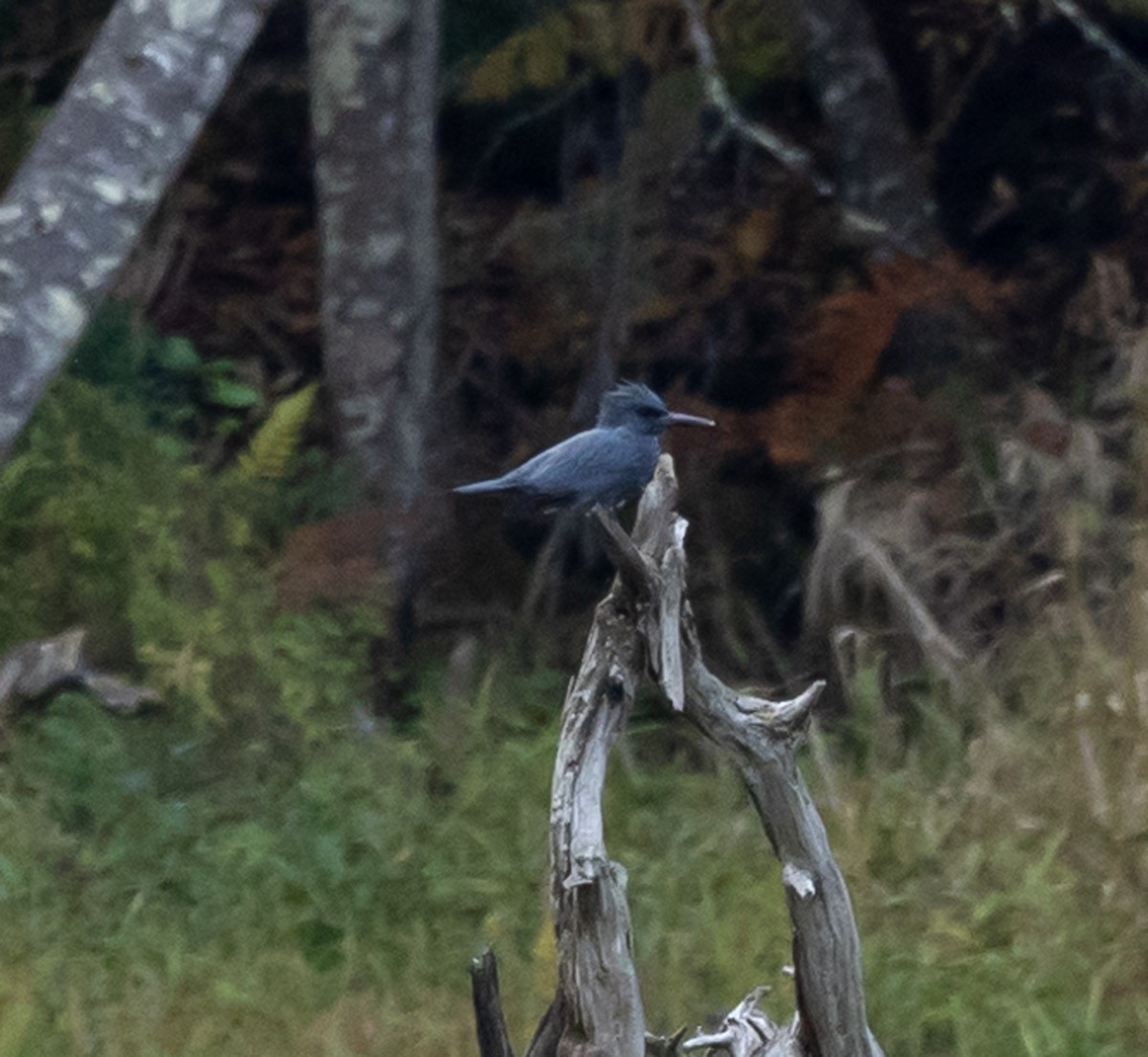 Belted Kingfisher - ML642679579