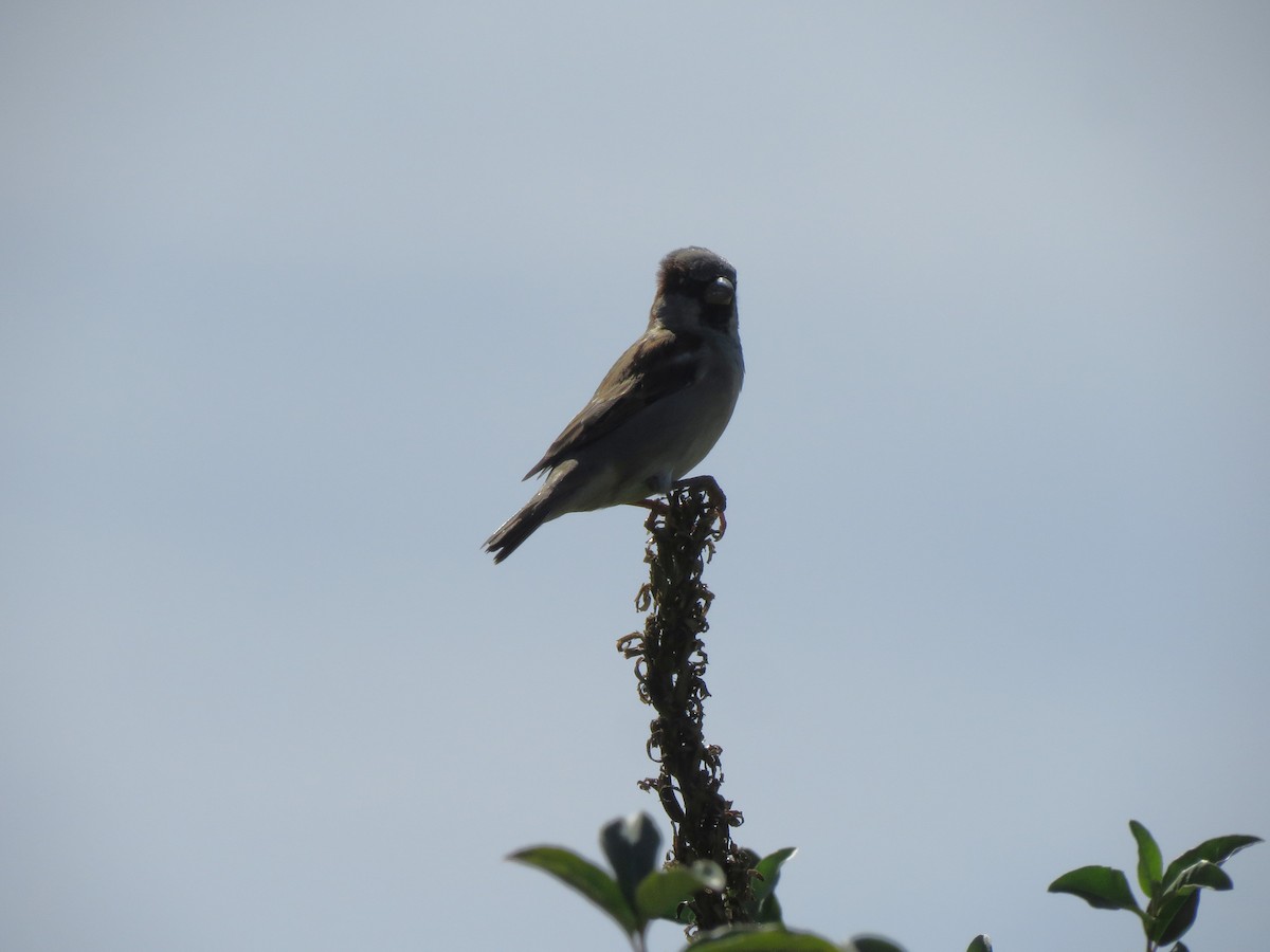 Moineau domestique - ML642679580