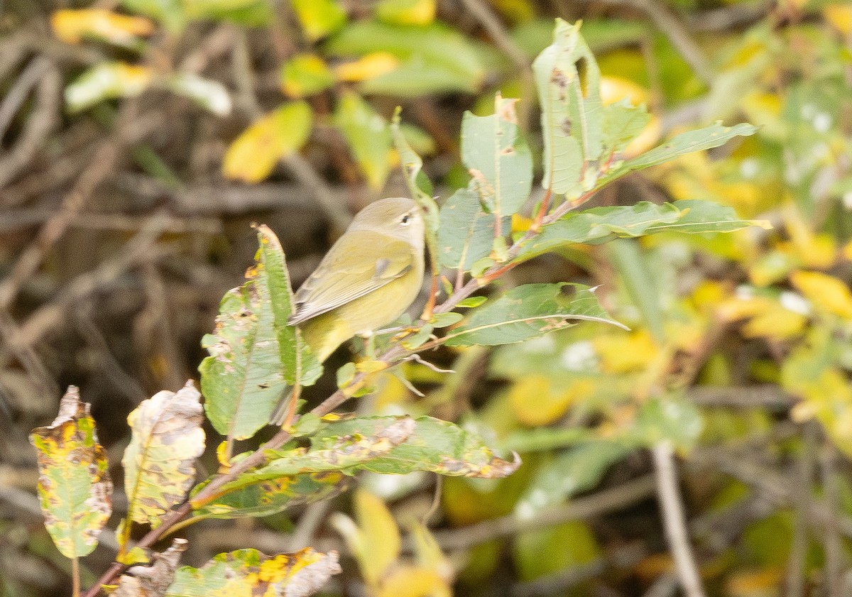 oransjekroneparula - ML642679581