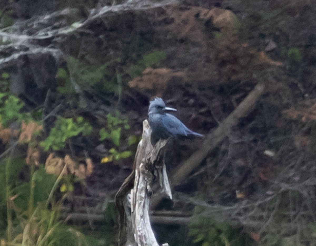 Belted Kingfisher - ML642679585