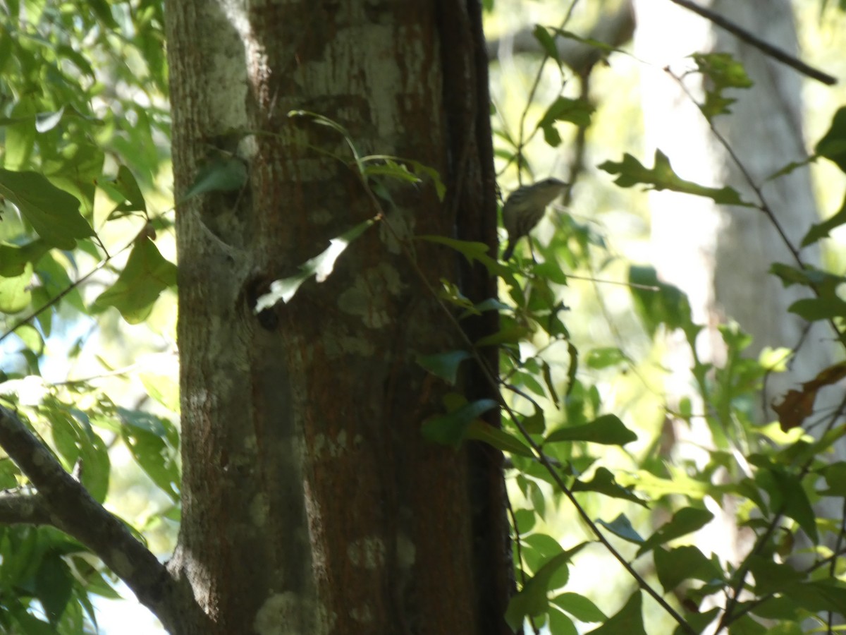 Black-and-white Warbler - ML642679591