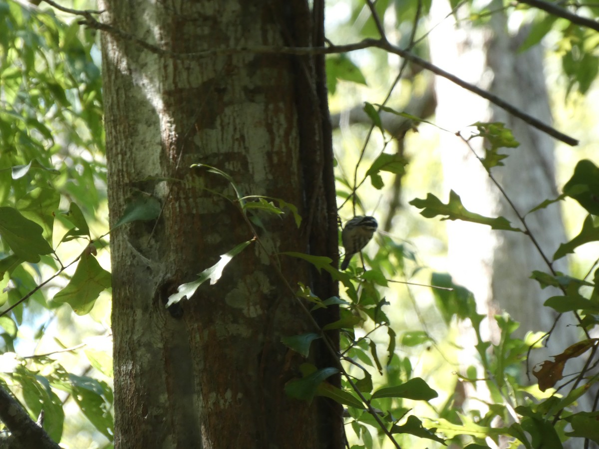 Black-and-white Warbler - ML642679592