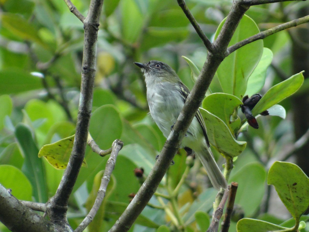 Gray-headed Elaenia - ML642679597