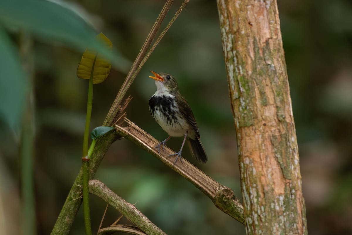 Southern Antpipit - ML642679623