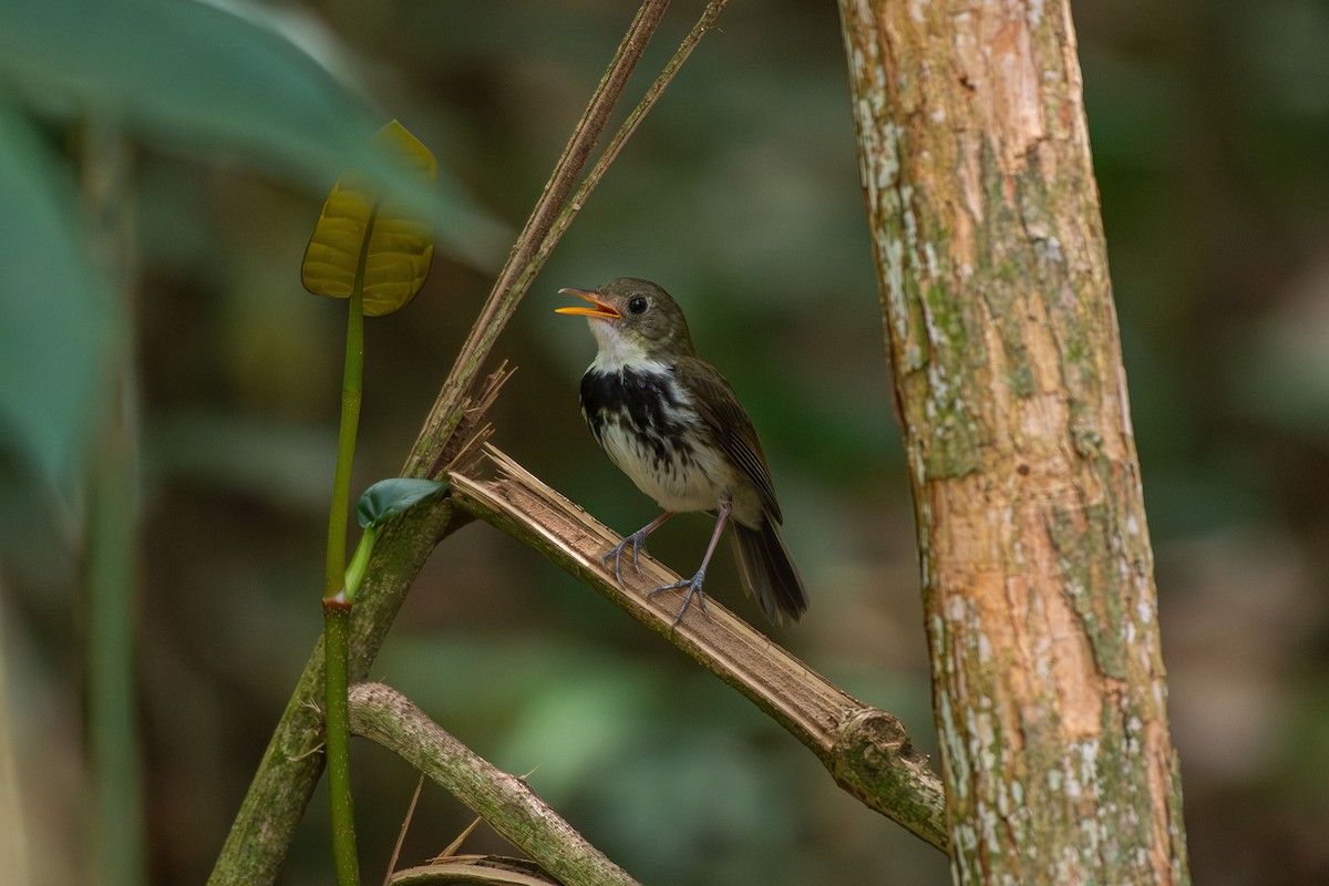 Mosquero Terrestre Sureño - ML642679625