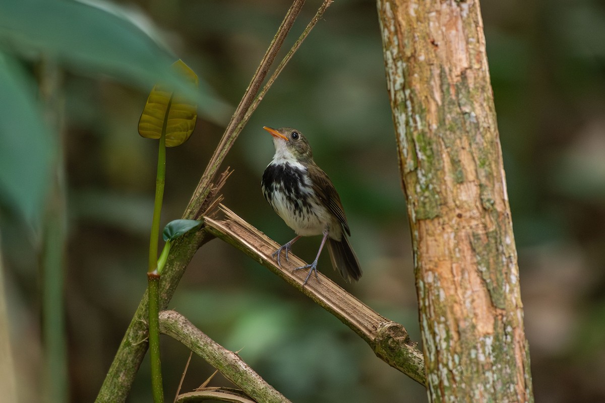 Mosquero Terrestre Sureño - ML642679626