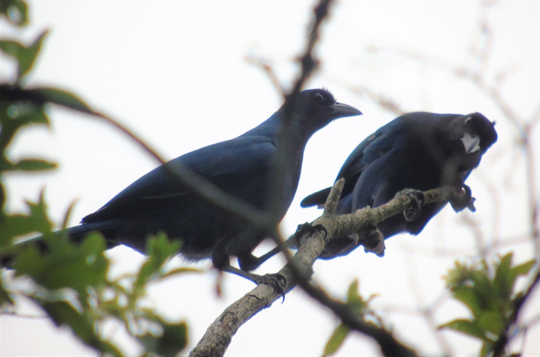 Azure Jay - ML642679637