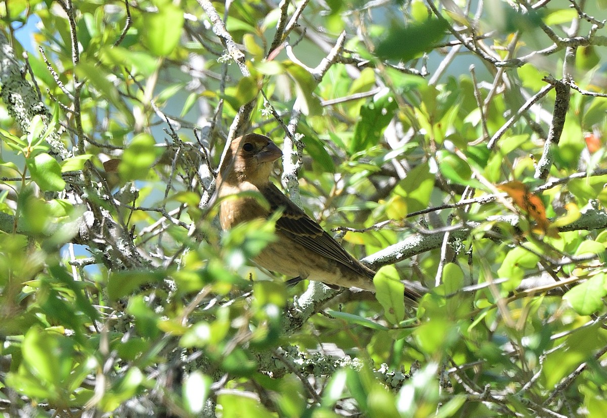 Blue Grosbeak - ML642679653