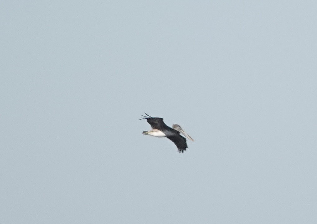 Brown Pelican - ML642679662