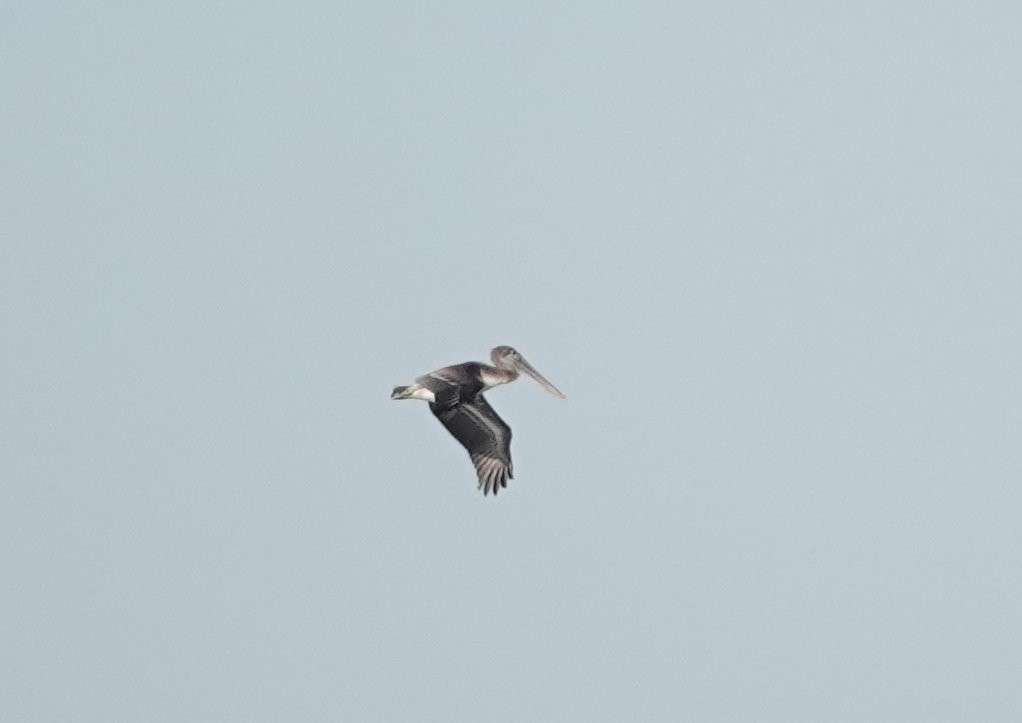 Brown Pelican - ML642679664