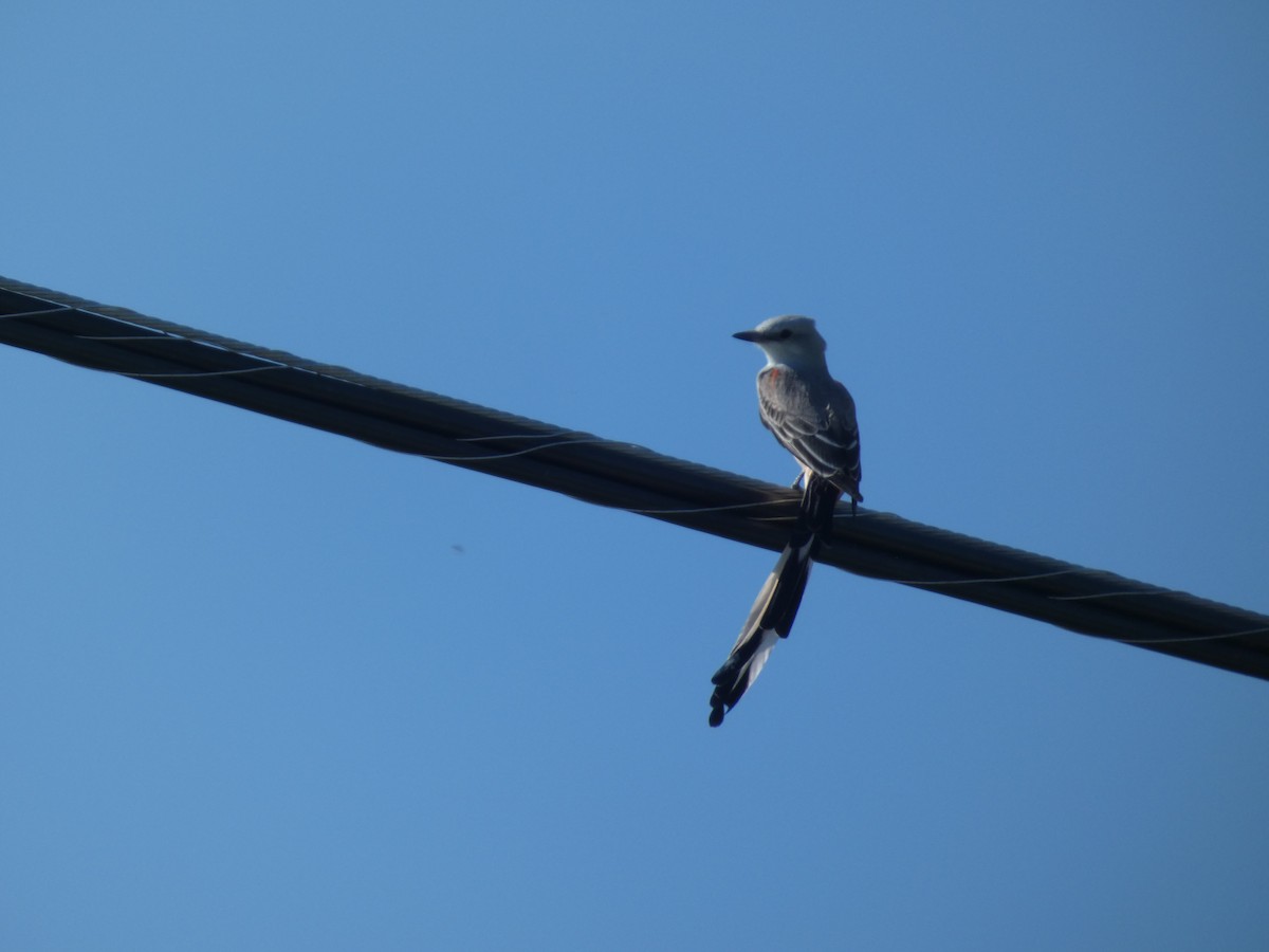 Scissor-tailed Flycatcher - ML642679665