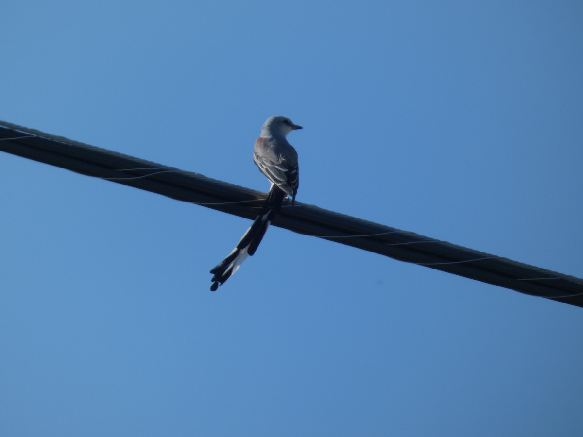 Scissor-tailed Flycatcher - ML642679666