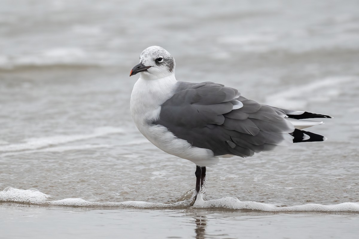 Laughing Gull - ML642679669