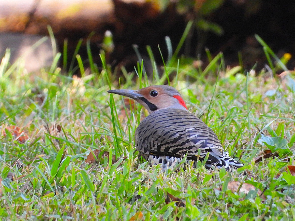 Northern Flicker - ML642679670