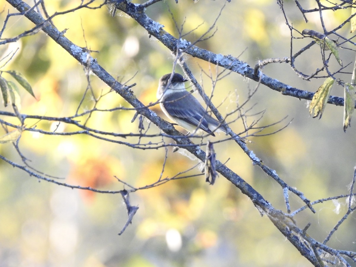 Eastern Phoebe - ML642679672