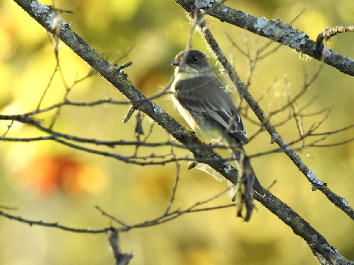 Eastern Phoebe - ML642679673
