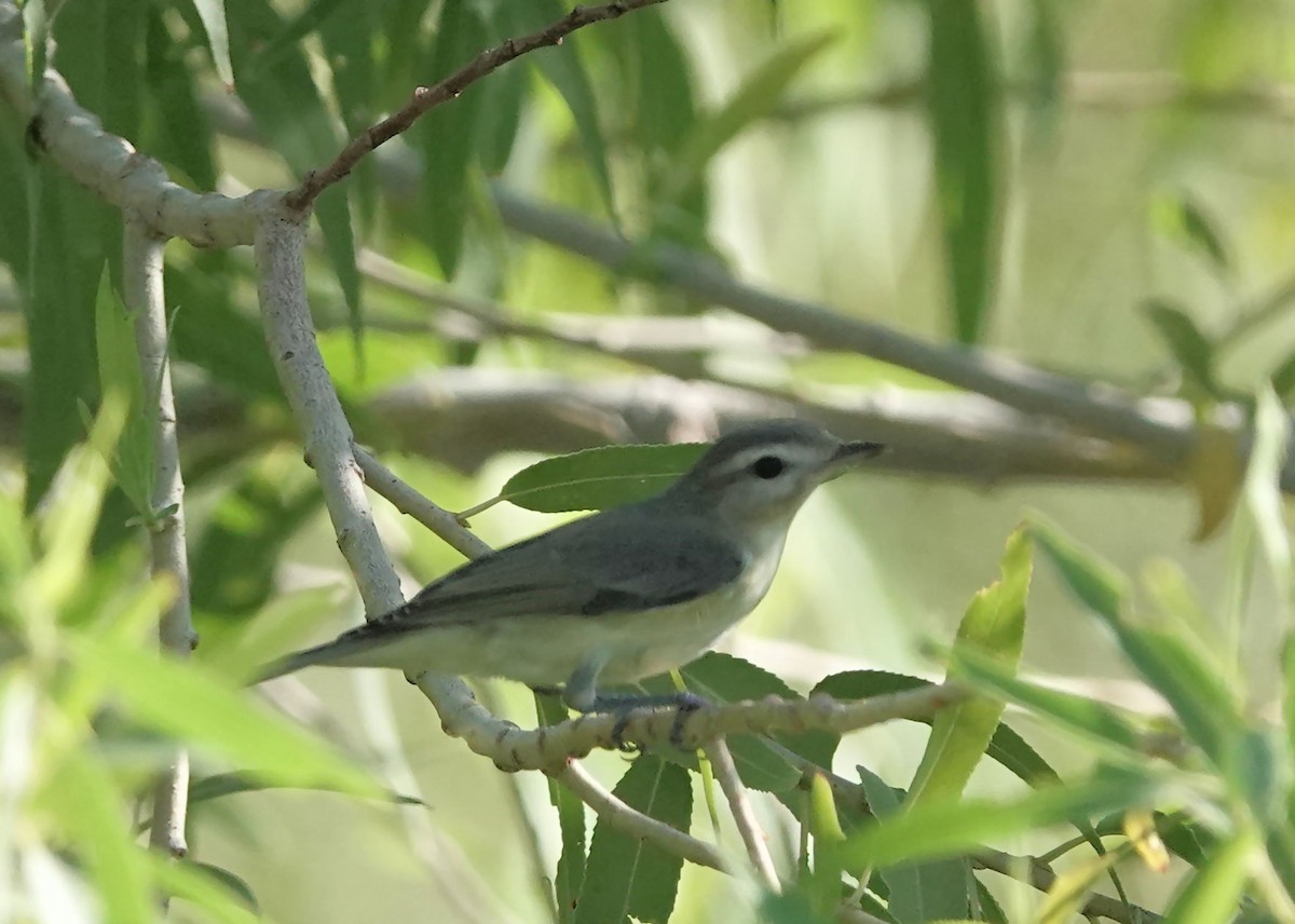 Warbling Vireo - ML642679676