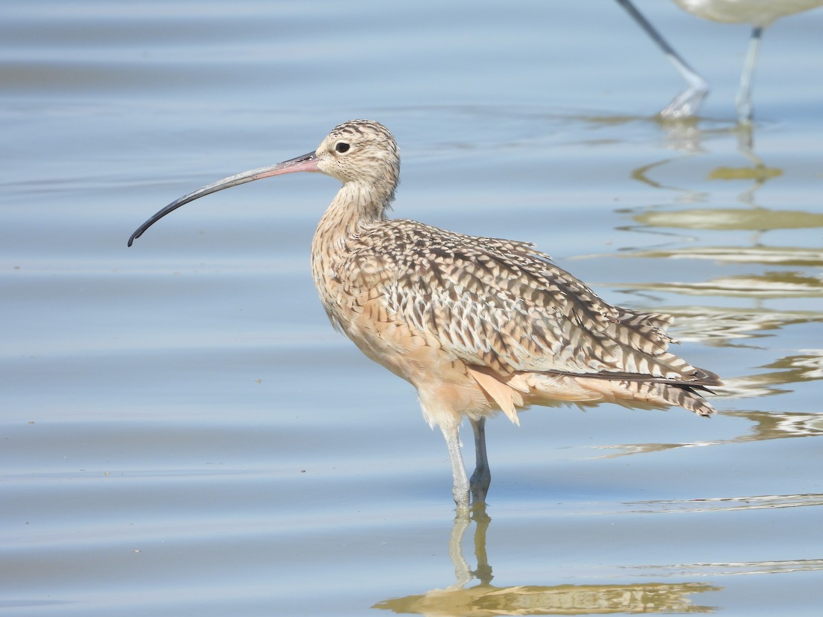 Long-billed Curlew - ML642679678