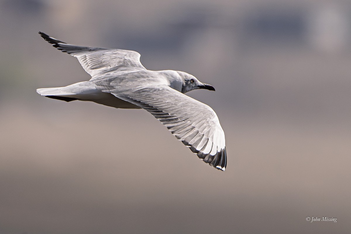 Gray-hooded Gull - ML642679680