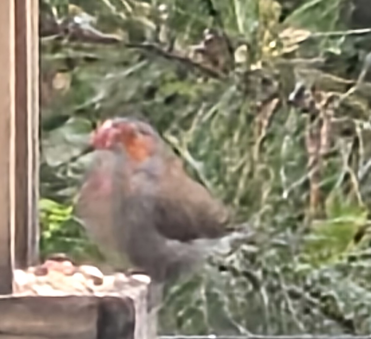 Astrild à joues orange - ML642679696