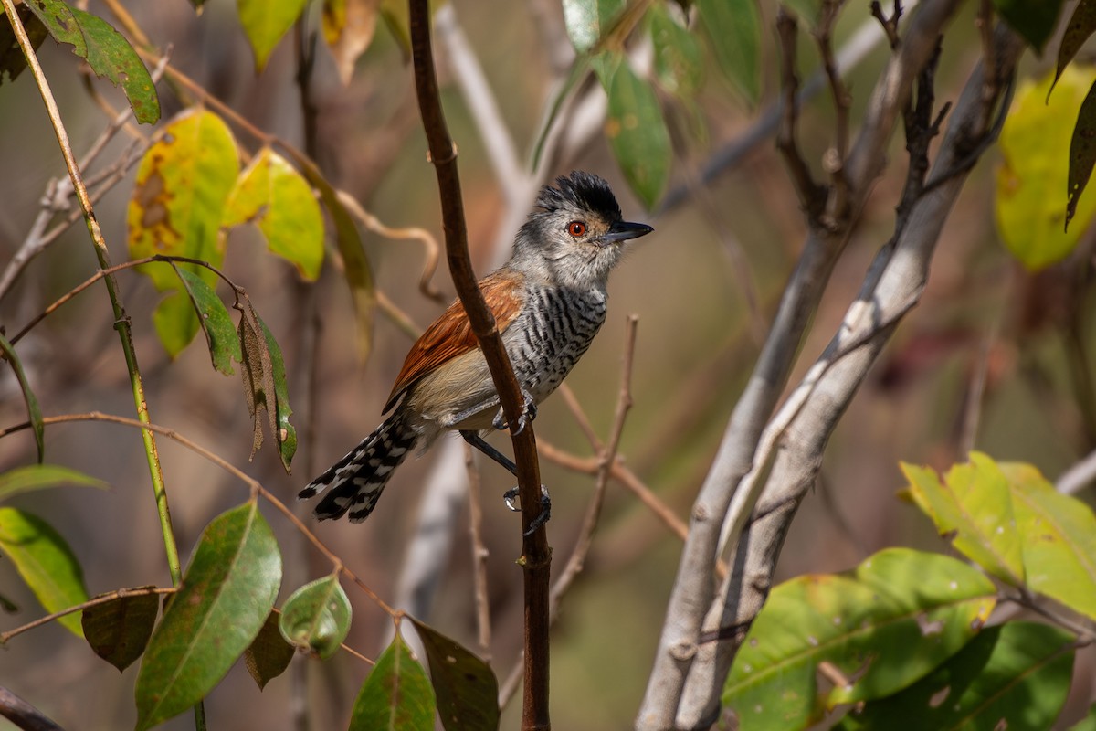 Batará Alirrufo - ML642679698