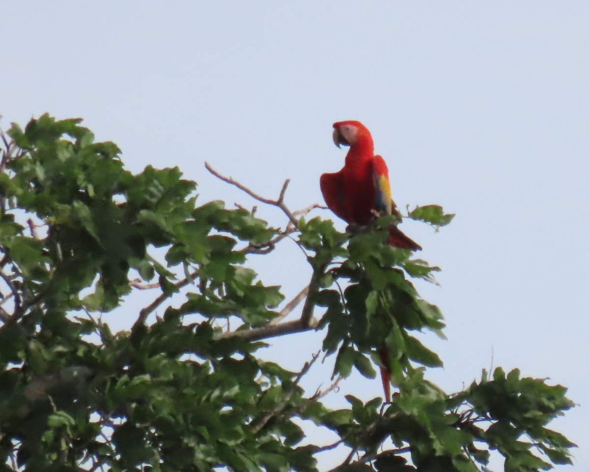 Scarlet Macaw - ML642679700