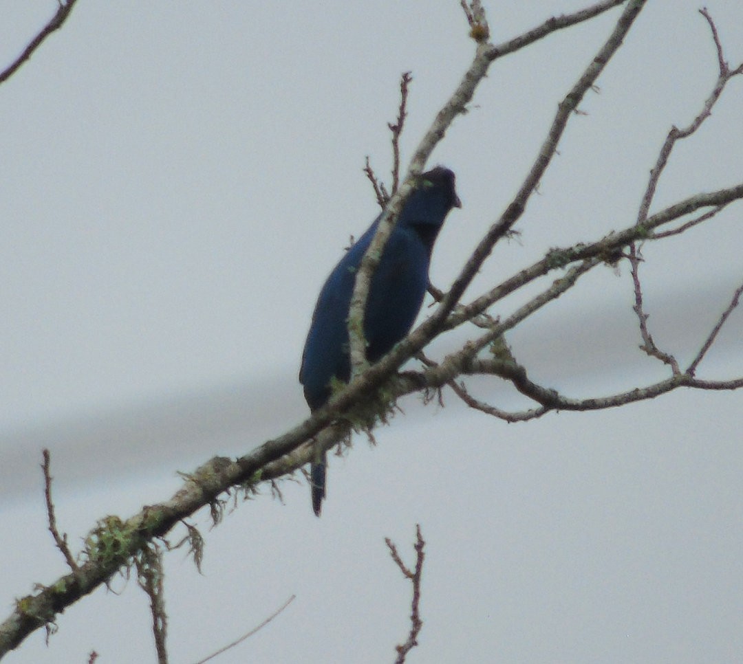 Azure Jay - ML642679720