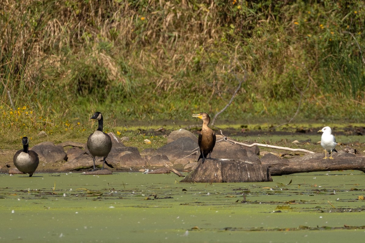 Cormorán Orejudo - ML642679723